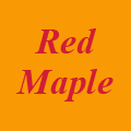 Red Maple